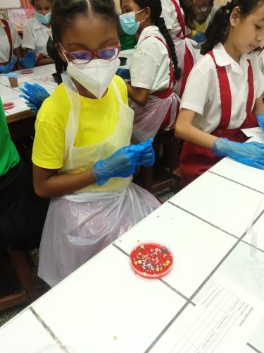 Young medical laboratory scientist/technician (MLS/MLT) show different 'colonies of bacteria' on the 'BAP'